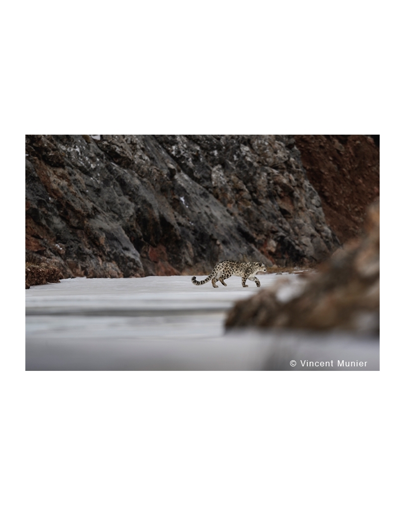 VMTI118 The Cat Leaving Alone. Snow Leopard
