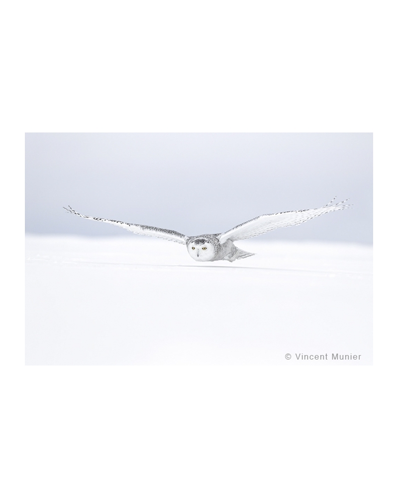 VMCA1144 Snowy owl