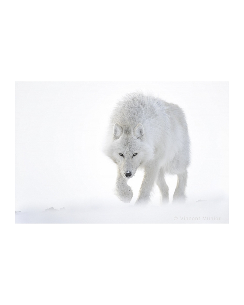 VMAR57 Loup arctique