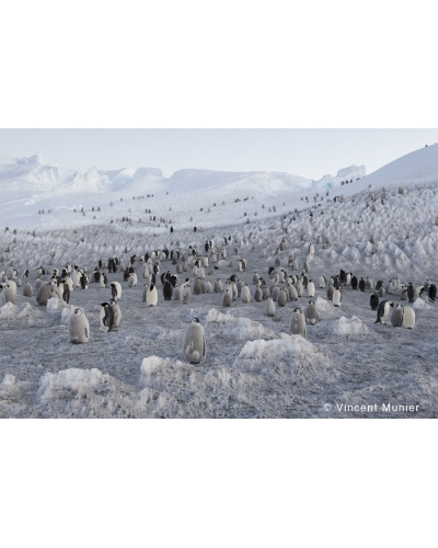 VMTA35 End of the season, emperor penguins