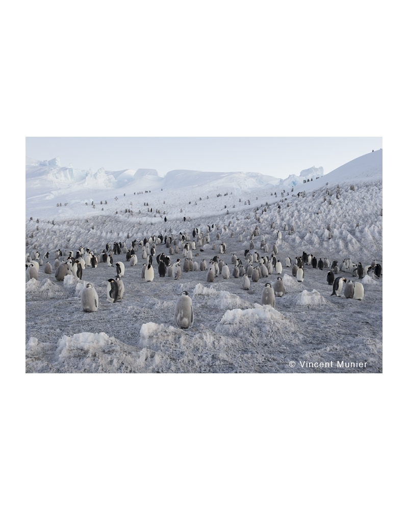 VMTA35 End of the season, emperor penguins