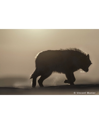 VMAR93 Loup arctique