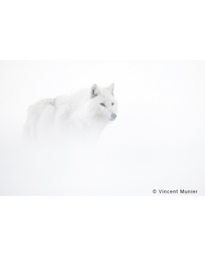 VMEL-BD299 White wolf in the mist