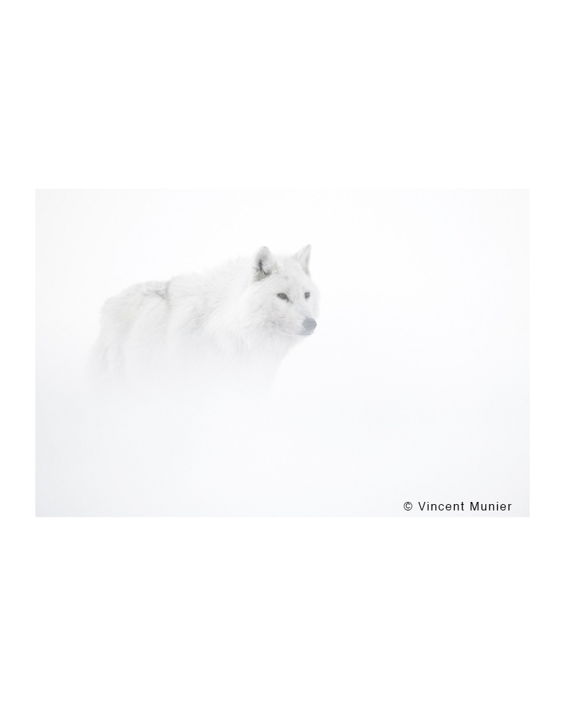VMEL-BD299 White wolf in the mist