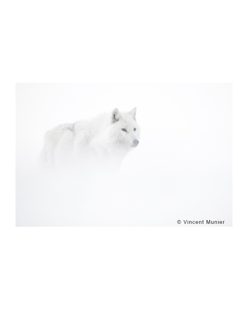 VMEL-BD299 White wolf in the mist