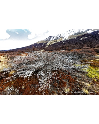 MR5781 Near the Fitz Roy, Patagonia