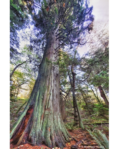 MR5876 Pin de Douglas, Canada