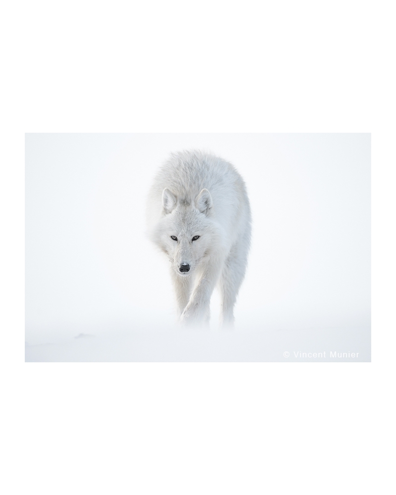 VMEL-BD252 Loup arctique