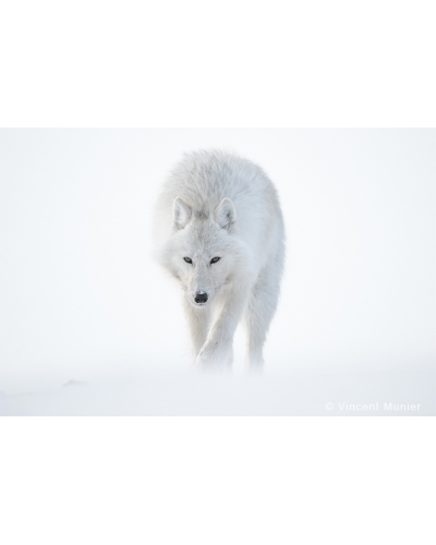 VMEL-BD252 White wolf