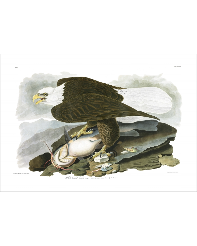 JJA31 White Headed Eagle