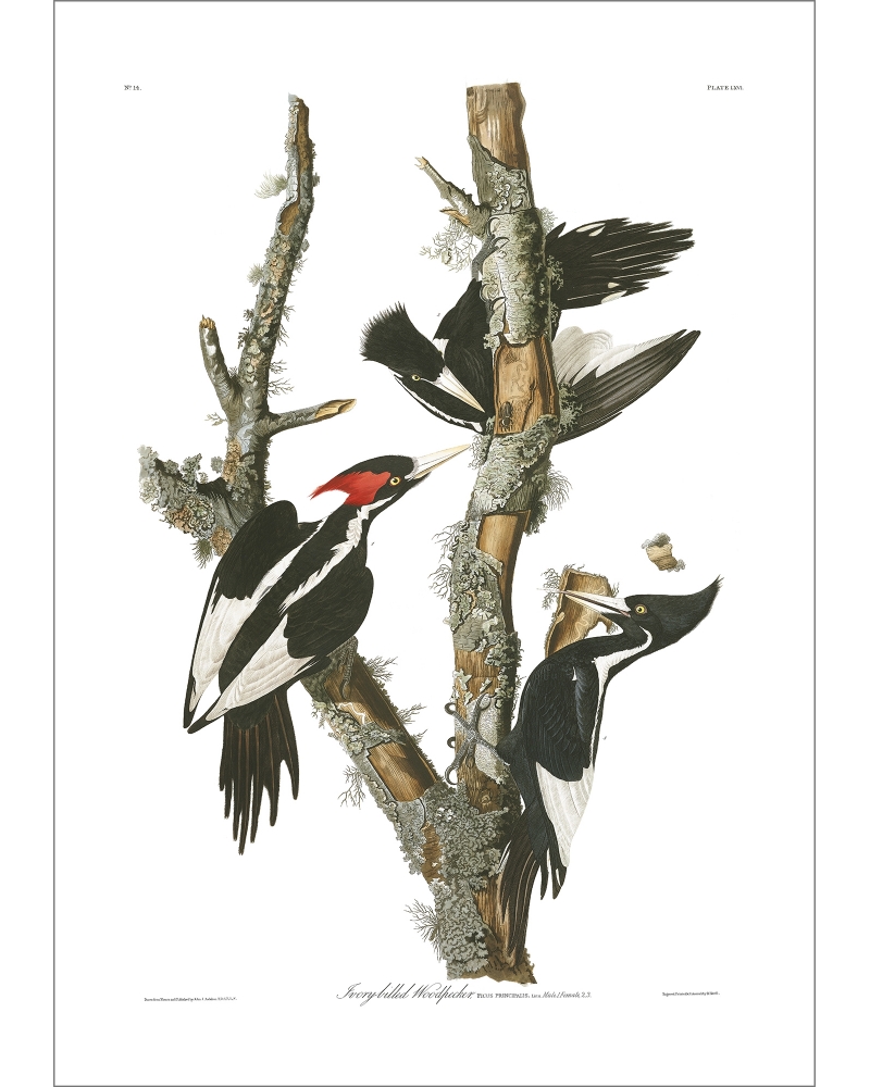 JJA66 Ivory-billed woodpecker