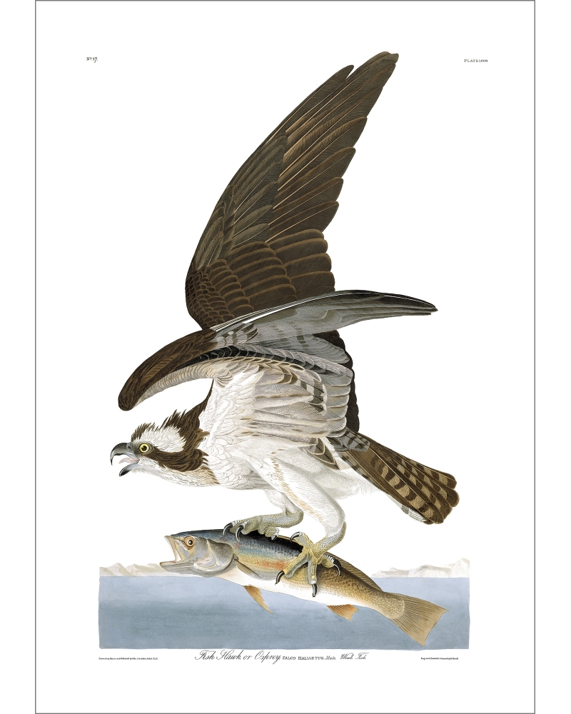 Photo art : JJA81 Fish Hawk or Osprey by J.J.Audubon