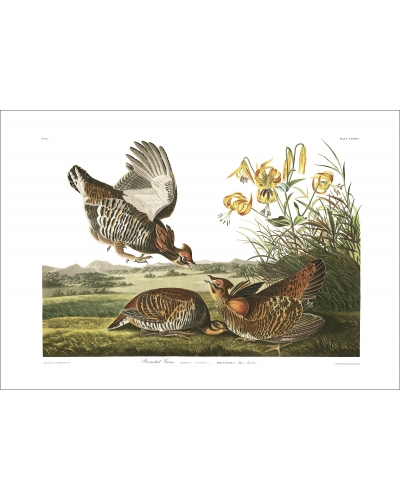 JJA186 Pinnated Grouse