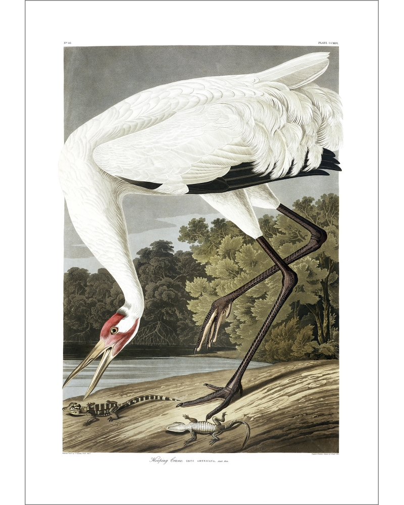 JJA226 Whooping Crane