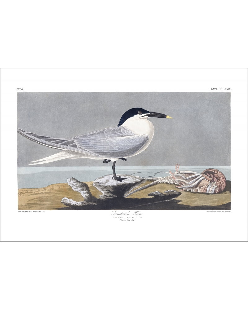 JJA279 Sandwich Tern