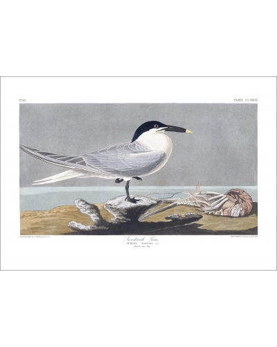 JJA279 Sandwich Tern