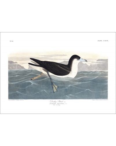 JJA299 Puffin d’Audubon