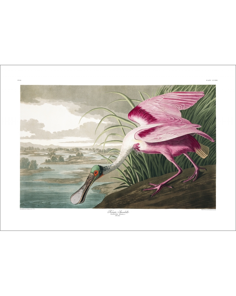 JJA321 Roseate spoonbill