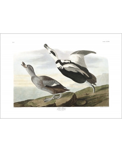 JJA332 Eider du Labrador