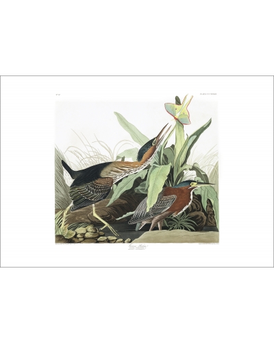 JJA333 Green Heron From Mill Grove