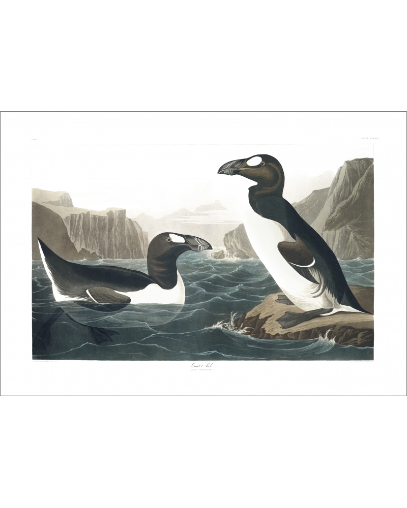JJA341 Great Auk