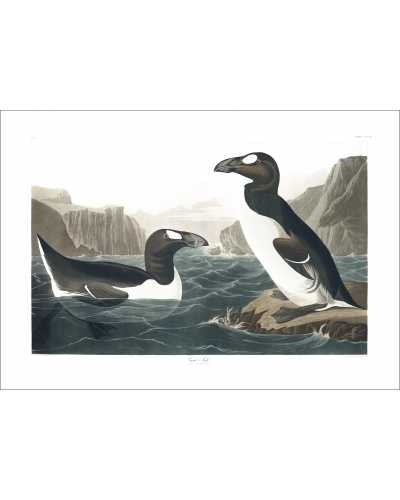 JJA341 Great Auk