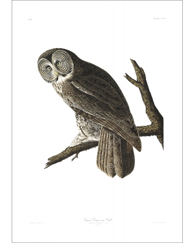 JJA351 Great Cinereous Owl