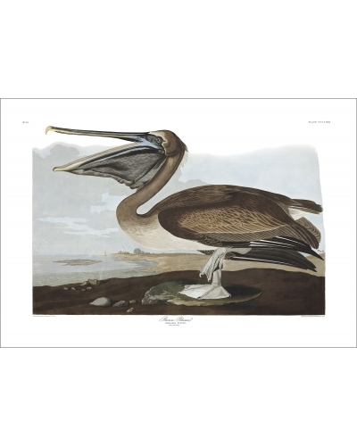 JJA421 Brown Pelican