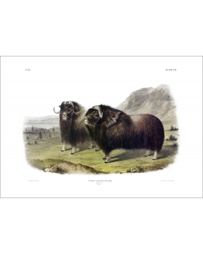 JJAQ Musk Ox