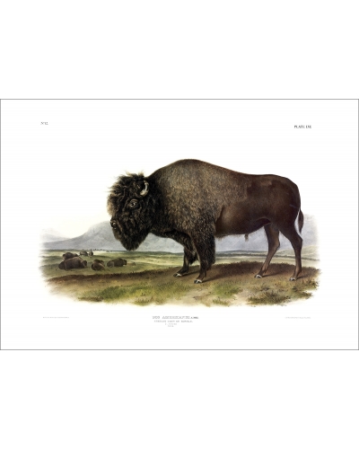 JJAQ American Bison or Buffalo