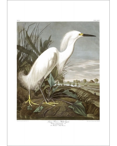 JJA242 Snowy Heron or White Egret
