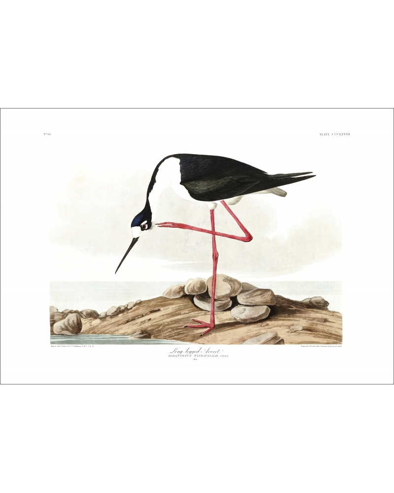 JJA328 Long-legged Avocet