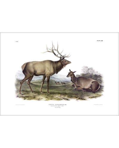 JJAQ American Elk or Wapiti Deer