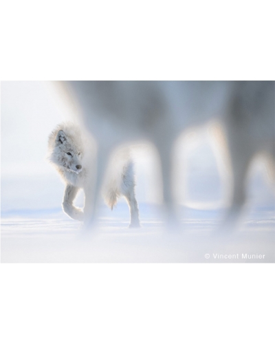 VMAR97 Loups arctiques