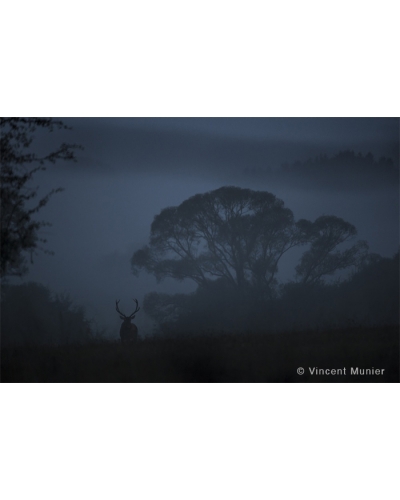 VMFR-BD177 Deer at big willow