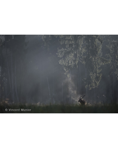 VMFR-BD182 Smoky red deer