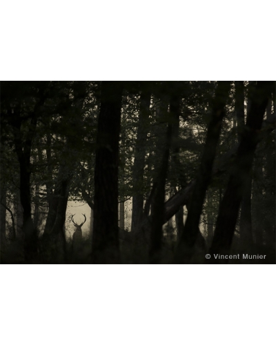 VMFR-BD183 Cerf en ombre chinoise, 2