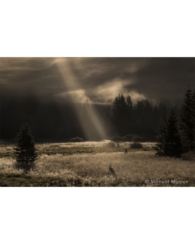 VMFR-BD184 Peat bog sunbeam