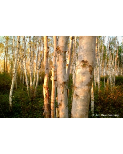 DOS6 Sunlit birch grove