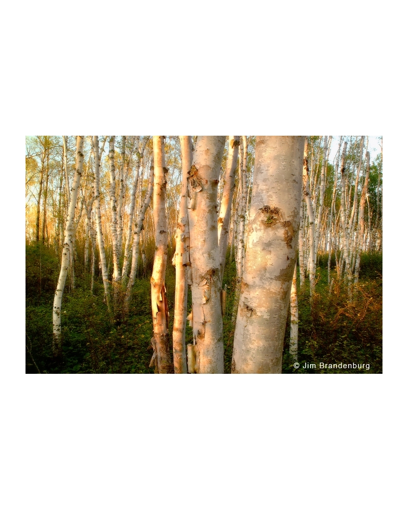 DOS6 Sunlit birch grove
