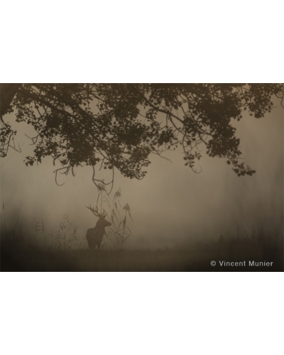 VMFR-BD185 Cerf dans les phragmites