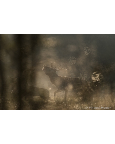 VMFR-BD186 Belling red deer at dawn