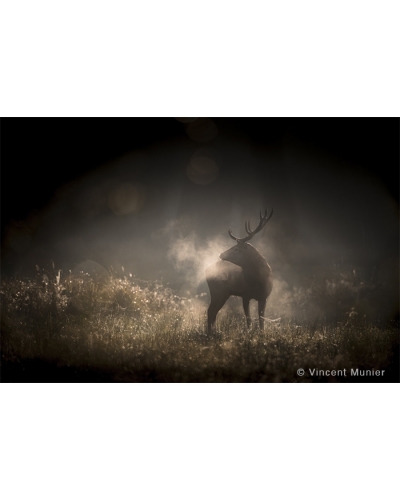 VMFR-BD187 Smoky red deer, 2