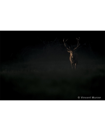 VMFR-BD190 Red deer in warm light