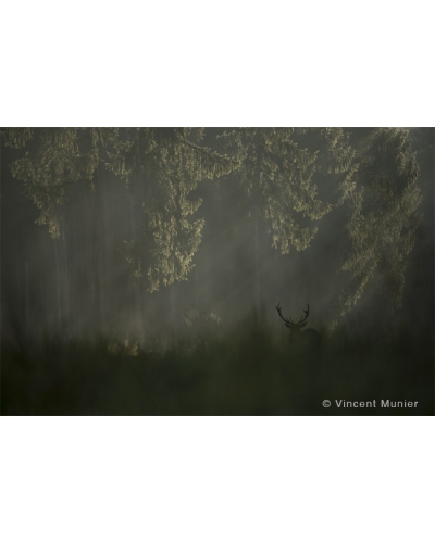 VMFR-BD191 Red deer in clearing