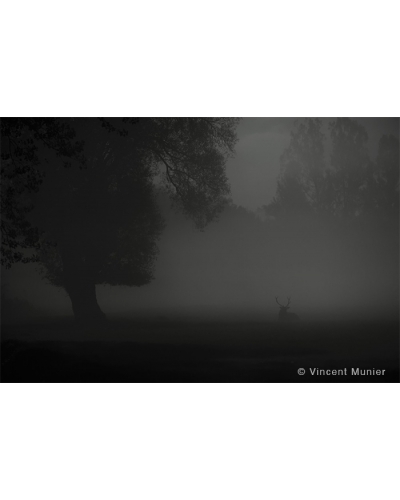 VMFR-BD193 Cerf au clair de lune