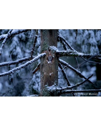 VMFR-BD291 Chouette de Tengmalm