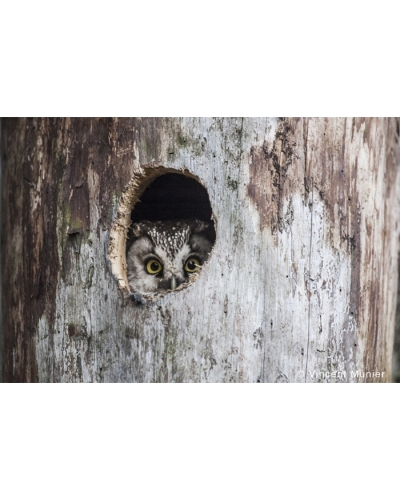 VMFR-BD307 Tengmalm owl