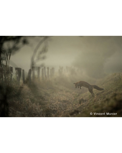 VMFR-BD321 Renard roux