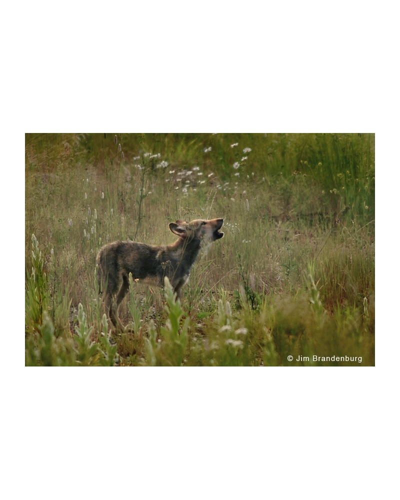 DOS9 Wolf pup howls